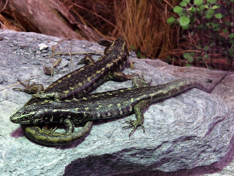 Otago Skink